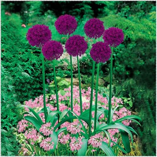 Allium grandiflorum ist eine winterharte, mehrjährige Allium-Art. Sie lässt sich leicht züchten und kann in Töpfen gezogen oder als Zierblume verwendet werden.-6 Wurzel-I Allium grandiflorum ist eine winterharte, mehrjährige Allium-Art. Sie lässt sich leicht züchten und kann in Töpfen gezogen oder als Zierblume verwendet werden.-6 Wurzel-I von SSNSFX