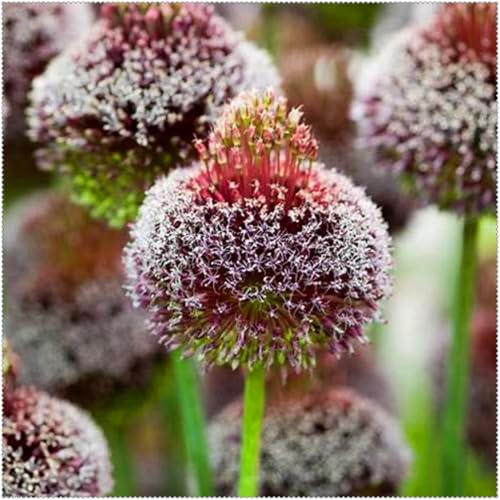 Allium grandiflorum ist eine winterharte, mehrjährige Allium-Art. Sie lässt sich leicht züchten und kann in Töpfen gezogen oder als Zierblume verwendet werden.-8 Wurzel-G Allium grandiflorum ist eine winterharte, mehrjährige Allium-Art. Sie lässt sich leicht züchten und kann in Töpfen gezogen oder als Zierblume verwendet werden.-8 Wurzel-G von SSNSFX