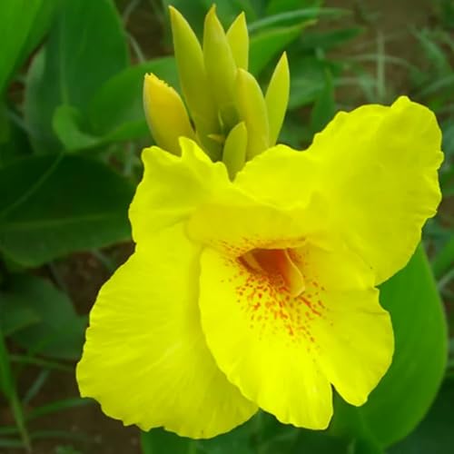 Bunte Cannas – winterharte Stauden mit üppigem Laub, perfekt zur Gartendekoration. Leicht zu züchten.-1 Wurzel-F Bunte Cannas – winterharte Stauden mit üppigem Laub, perfekt zur Gartendekoration. Leicht zu züchten.-1 Wurzel-F von SSNSFX