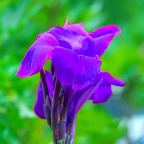 Bunte Cannas – winterharte Stauden mit üppigem Laub, perfekt zur Gartendekoration. Leicht zu züchten.-2 Wurzel-I Bunte Cannas – winterharte Stauden mit üppigem Laub, perfekt zur Gartendekoration. Leicht zu züchten.-2 Wurzel-I von SSNSFX