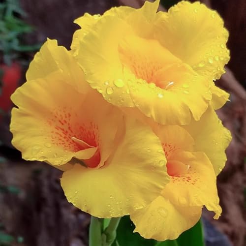 Bunte Cannas – winterharte Stauden mit üppigem Laub, perfekt zur Gartendekoration. Leicht zu züchten.-3 Wurzel-E von SSNSFX