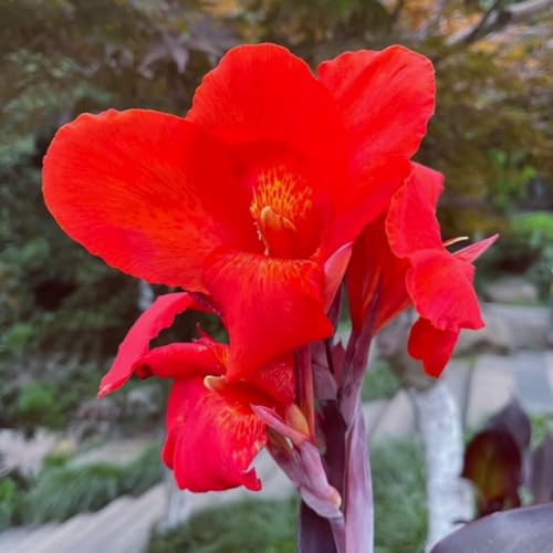 Bunte Cannas – winterharte Stauden mit üppigem Laub, perfekt zur Gartendekoration. Leicht zu züchten.-3 Wurzel-J von SSNSFX