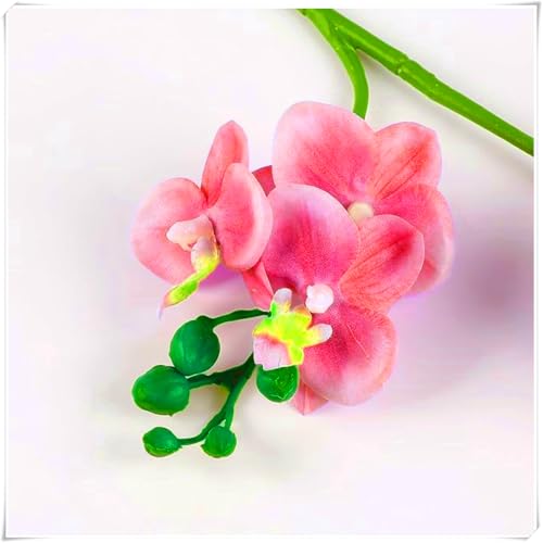 Cymbidium, eine winterharte, mehrjährige Orchidee, ist eine auffällige und charmante Garten- und Zimmerzierpflanze-3 Wurzel-d von SSNSFX