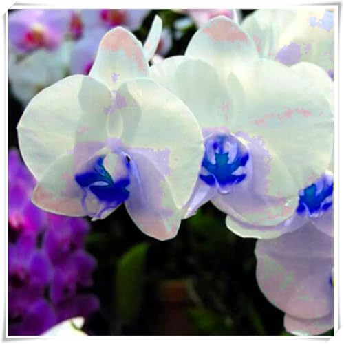 Cymbidium, eine winterharte, mehrjährige Orchidee, ist eine auffällige und charmante Garten- und Zimmerzierpflanze-3 Wurzel-e von SSNSFX