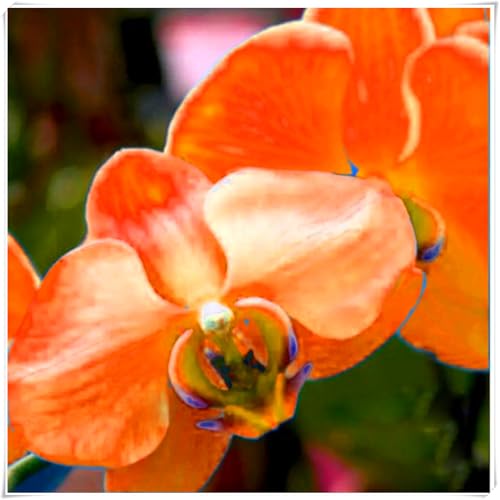Cymbidium, eine winterharte, mehrjährige Orchidee, ist eine auffällige und charmante Garten- und Zimmerzierpflanze-5 Wurzel-i von SSNSFX