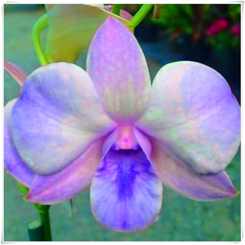Cymbidium, eine winterharte, mehrjährige Orchidee, ist eine auffällige und charmante Garten- und Zimmerzierpflanze-8 Wurzel-c von SSNSFX