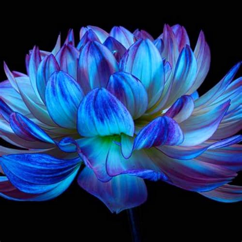 Dahlienknollen (Dahlia) - Winterharte & Mehrjährige Blumenzwiebeln - Mischung farbenfroher Sorten für Beet, Balkon und Kübel - Pflegeleichte Gartenpflanzen-2 zwiebel von SSNSFX