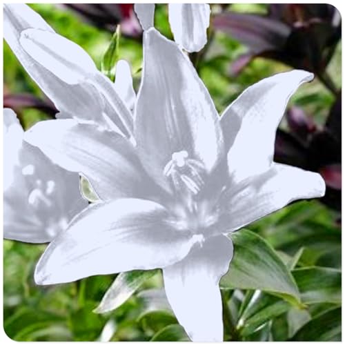 Lilienzwiebeln – Großblumige Duftwunder in seltenen Farben – Winterharte Mehrjährige für atemberaubende Vasenarrangements & Gartenträume-4 zwiebeln-i Lilienzwiebeln – Großblumige Duftwunder in seltenen Farben – Winterharte Mehrjährige für atemberaubende Vasenarrangements & Gartenträume-4 zwiebeln-i von SSNSFX