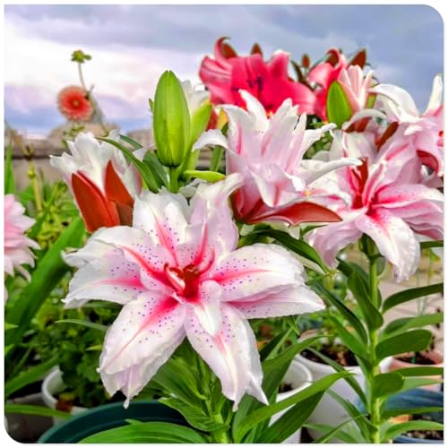 Lilienzwiebeln – Großblumige Duftwunder in seltenen Farben – Winterharte Mehrjährige für atemberaubende Vasenarrangements & Gartenträume-8 zwiebeln-d Lilienzwiebeln – Großblumige Duftwunder in seltenen Farben – Winterharte Mehrjährige für atemberaubende Vasenarrangements & Gartenträume-8 zwiebeln-d von SSNSFX
