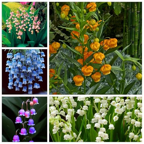 Maiglöckchen-Zwiebeln (Convallaria majalis) - Winterhart & Mehrjährig - Duftende Frühlingsblüher für Garten & Kübel - Farbenfrohe Blüten - Schattenverträglich-15 zwiebel von SSNSFX