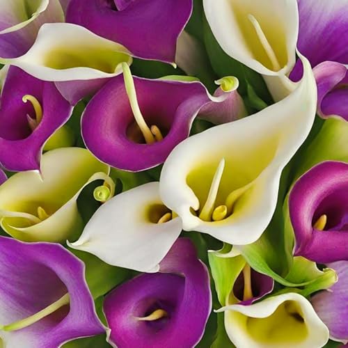 Wunderschöne Calla-Lilien, winterharte, mehrjährige Calla-Lilienzwiebeln, selten und farbenfroh, im Topf, leicht zu züchten-2 zwiebeln-E von SSNSFX