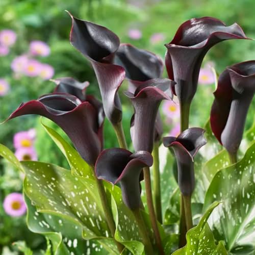 Wunderschöne Calla-Lilien, winterharte, mehrjährige Calla-Lilienzwiebeln, selten und farbenfroh, im Topf, leicht zu züchten-4 zwiebeln-C von SSNSFX