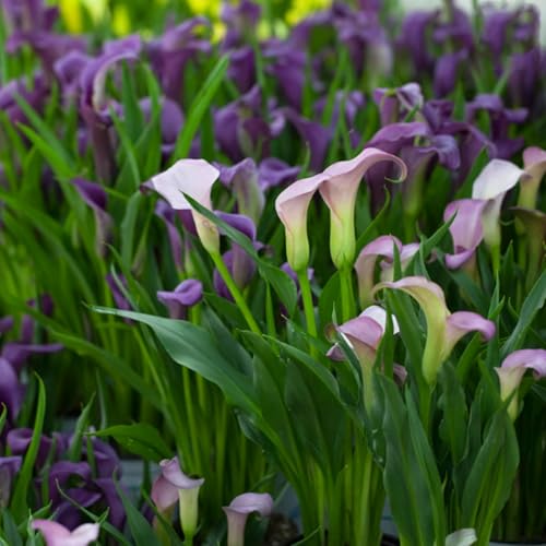 Wunderschöne Calla-Lilien, winterharte, mehrjährige Calla-Lilienzwiebeln, selten und farbenfroh, im Topf, leicht zu züchten-4 zwiebeln-G von SSNSFX