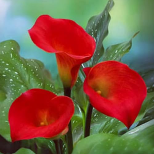 Wunderschöne Calla-Lilien, winterharte, mehrjährige Calla-Lilienzwiebeln, selten und farbenfroh, im Topf, leicht zu züchten-5 zwiebeln-A von SSNSFX