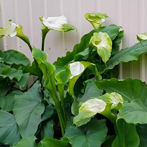 Wunderschöne Calla-Lilien, winterharte, mehrjährige Calla-Lilienzwiebeln, selten und farbenfroh, im Topf, leicht zu züchten-5 zwiebeln-B von SSNSFX