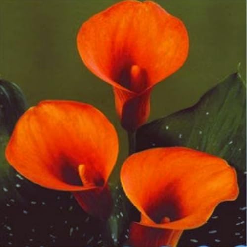 Wunderschöne Calla-Lilien, winterharte, mehrjährige Calla-Lilienzwiebeln, selten und farbenfroh, im Topf, leicht zu züchten-5 zwiebeln-H von SSNSFX