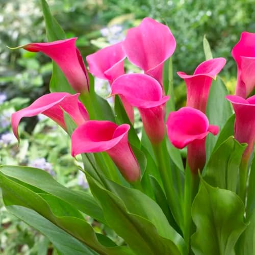 Wunderschöne Calla-Lilien, winterharte, mehrjährige Calla-Lilienzwiebeln, selten und farbenfroh, im Topf, leicht zu züchten-6 zwiebeln-D von SSNSFX