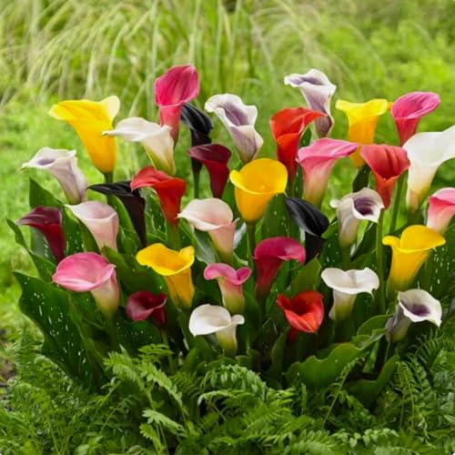 Wunderschöne Calla-Lilien, winterharte, mehrjährige Calla-Lilienzwiebeln, selten und farbenfroh, im Topf, leicht zu züchten-6 zwiebeln-F von SSNSFX