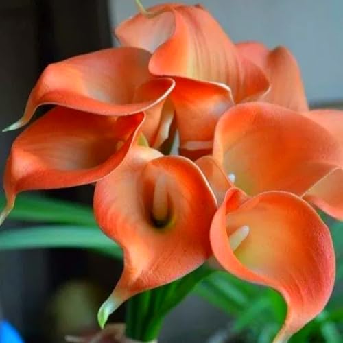 Wunderschöne Calla-Lilien, winterharte, mehrjährige Calla-Lilienzwiebeln, selten und farbenfroh, im Topf, leicht zu züchten-6 zwiebeln-I von SSNSFX