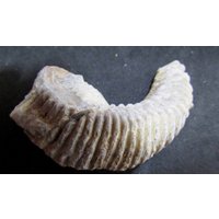 Sehr Gut Erhaltenes Austernfossil von STANDofSTONES