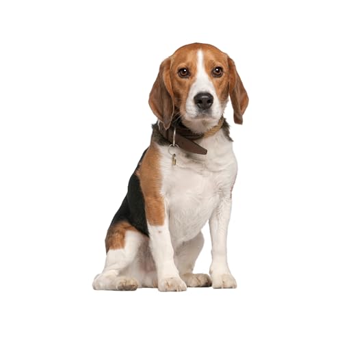 STARHMLUX Ergonomischer Schreibtischstuhl mit Atmungsaktiv NetzbespannungLeichter von STARHMLUX