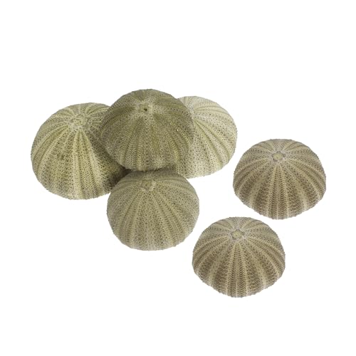 STOBAZA 6 Stück Natürliche Seeigel Schalen Dekorative Muschelornamente Vielseitige Luftpflanzenhalter für DIY Strand und Meeres Dekoration für und Partygestaltung von STOBAZA