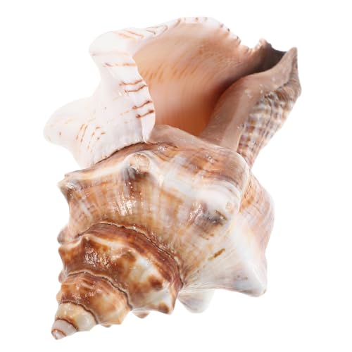 STOBAZA Muschel Sukkulenten Übertopf Nautische Blumenvase Kaktus Topf Küstenstrand Wohnkultur Desktop Ornament Shell Pflanze Blume Bonsai Vase Meeresmuschel STOBAZA Muschel Sukkulenten Übertopf Nautische Blumenvase Kaktus Topf Küstenstrand Wohnkultur Desktop Ornament Shell Pflanze Blume Bonsai Vase Meeresmuschel von STOBAZA