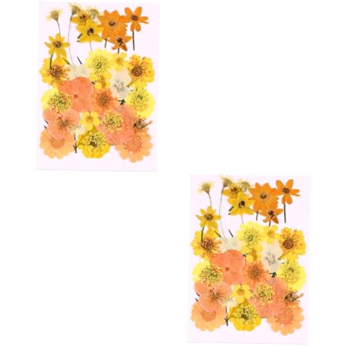 STOBOK 2 Sätze Prägematerial Paket Getrocknete Blumen Zum Basteln Elegante Gepresste Blumen Gepresste Getrocknete Blumen Blumenmaterial Für DIY Blumen Zum 40 Stück * 2 von STOBOK
