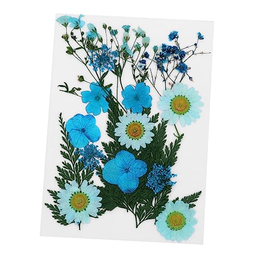 STOBOK Natürliche Getrocknete Blumen Gepresste Blumen Zum Basteln Paket Mit Getrockneten Blumenmaterialien Gemischte Für DIY-projekte Handgefertigtes Blumenmaterial STOBOK Natürliche Getrocknete Blumen Gepresste Blumen Zum Basteln Paket Mit Getrockneten Blumenmaterialien Gemischte Für DIY-projekte Handgefertigtes Blumenmaterial von STOBOK