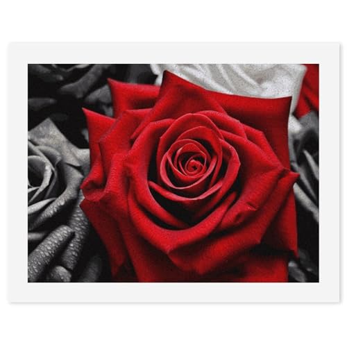 STVNKML Malen nach Zahlen-Set für Erwachsene und Anfänger, Malen nach Zahlen für Erwachsene, Malen-nach-Zahlen-Set auf Leinwand, schwarz-weiße und rote Rosen, digitale Ölnummern-Malerei-Sets für von STVNKML