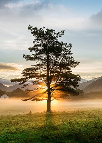 STYLER Glasbild Lone Tree 50 x 70 cm I Wandbild Bild Glas modern Küche Wohnzimmer Schlafzimmer Badezimmer | Baum Sonnenuntergang Natur Wald Sonne Berge Ausblick | verschiedene Motive von STYLER