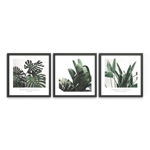 STYLER Bilder Set Plant 3x 30x30 cm (AUFHÄNGFERTIG) mit hochwertigem schwarzem Rahmen - Natürliche Schönheit für Ihr Zuhause - Grüne Pflanzen für Wohnzimmer Schlafzimmer Flur Büro von STYLER