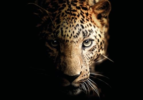 STYLER Glasbild Leopard 70 x 100 cm I Wandbild aus Glas modern für Küche Wohnzimmer Schlafzimmer Flur I schwarz Wildnis I Hingucker groß XXL von STYLER