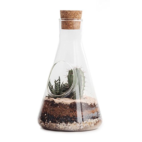 SUCK UK Chemistry Glasterrarium Kit für Pflanzen & Kakteen | Sukkulenten Vase | Flashengarten mit Erde, Sand, Aktivkohle und Kieselsteinen für Pflanzen | Biosphere | DIY Indoor-Garden | Kaktustopf von SUCK UK