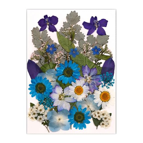 30 Prozent Gepresste Getrocknete Für Harz Natürliche Trockene Blumenblätter Für Kunsthandwerk Scrapbooking Seifen Kerzenschmuck Machen Scrapbooking 30 Prozent Gepresste Getrocknete Für Harz Natürliche Trockene Blumenblätter Für Kunsthandwerk Scrapbooking Seifen Kerzenschmuck Machen Scrapbooking von SUMMITDRAGON