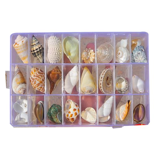 SUMMITDRAGON Transparente Aufbewahrungsbox Set Muschelsammlungs Display Box Shell Für Home Decoration Und Liefert Den Unterteil Tragbarer Muschel Display Hülle von SUMMITDRAGON