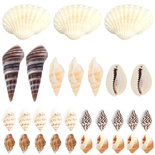 SUNNYCLUE 1 Box 8 Stile Mini Muscheln Kleiner Seestern Sommer Hawaii Ozean Strand Muschel Ohne Loch Spiralmuschel Perlen Winzige Muscheln Für Zuhause Hochzeit Outdoor Party Dekoration DIY Basteln Vase von SUNNYCLUE