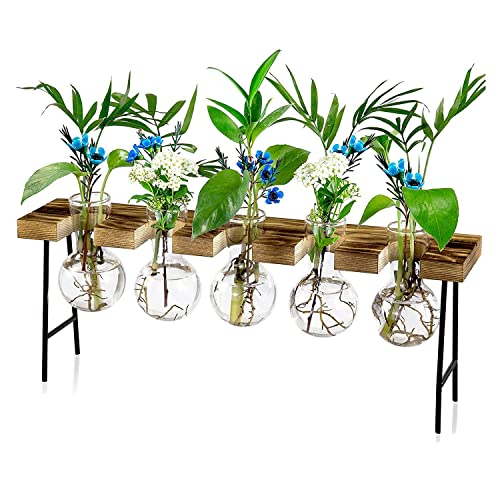SUNXUE Vermehrungsstationen Desktop-Luftpflanzen-Terrarium, Glas-Pflanzgefäß, Glasvase mit HolzstäNder - Pflanzenterrarium von SUNXUE
