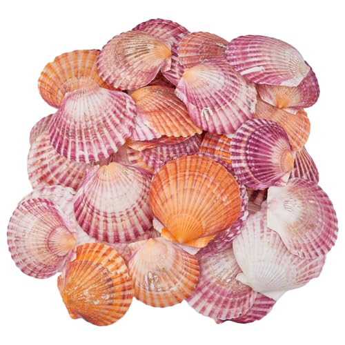 SUPERFINDINGS 500g Ca. 68 Stück Natürliche Muscheln 6-8cm Jakobsmuscheln Meeresstrandmuscheln Bunte Große Muscheln Für Die Wanddekoration Zu Hause Im Aquarium SUPERFINDINGS 500g Ca. 68 Stück Natürliche Muscheln 6-8cm Jakobsmuscheln Meeresstrandmuscheln Bunte Große Muscheln Für Die Wanddekoration Zu Hause Im Aquarium von SUPERFINDINGS