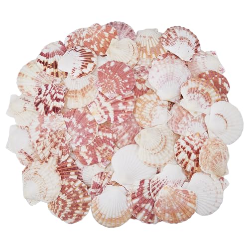 SUPERFINDINGS 500g Ca. 99 Stück Natürliche Muscheln 5-6cm Jakobsmuscheln Meeresstrandmuscheln Große Bunte Muscheln Für Die Wanddekoration Zu Hause Im Aquarium von SUPERFINDINGS