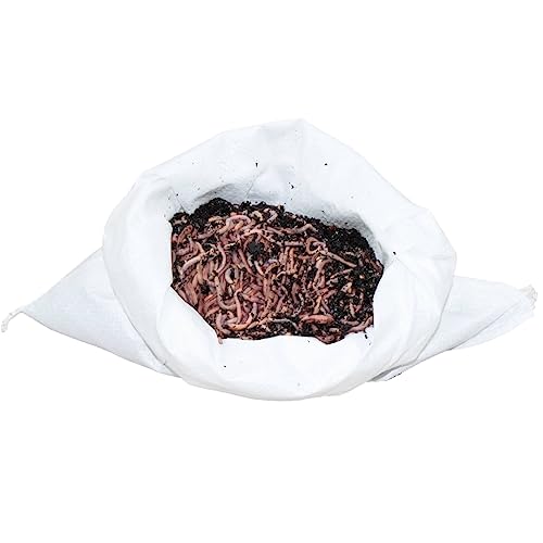 0,5 kg Gartenwürmer - für 50 m² Fläche - Bodenverbesserer - Die einfachste und natürlichste Methode Ihren Gartenboden auf zu lockern und zu durchlüften - Lehmboden auflockern von SUPERWURM