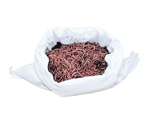 SUPERWURM 500 g Kompostwürmer - Dendrobena - ca. 550 lebende Würmer für Komposter, Wurmkiste und zum Angeln - Bioabfall in organischen Dünger umwandeln - Riesenrotwurm als Kompostbeschleuniger von SUPERWURM