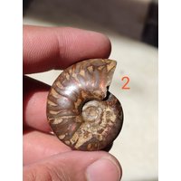 Ammonit Opalisierte Fossilien. Auffällige Regenbogen 1.5" - 2.5" Ammonit Opalisierte Fossilien. Auffällige Regenbogen 1.5" - 2.5" von SUPPLIESIN