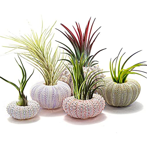 SUPYINI Sukkulenten Blumentopf, 5 Stück Muschel Blumentopf Dekorative Hängende Luftpflanzentöpfe (5 Stück) von SUPYINI
