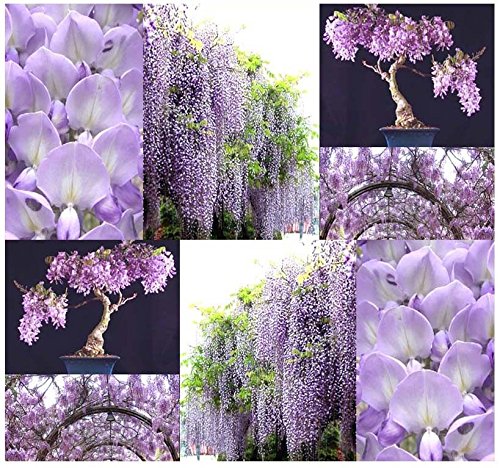 (10) Chinesisch Blau Lila Wisteria - Glyzinien Sinensis Seeds von SVI