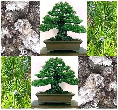 (10) MIKAWA Schwarz Kiefer Seeds - Japanische Bonsai - Pinus thunbergii Mikawa von SVI