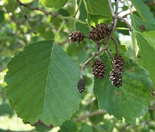 (100 Samen) Alnus Glutinosa/Schwarzerle / Alder Alnus/Europäische Schwarzerle/Europäische Alder/Alnus Rotundifolia von SVI