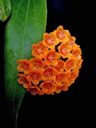 (20) Orange Hoya Samen-Ball Orchard Flower Garden Seed Orchard Pflanze von SVI