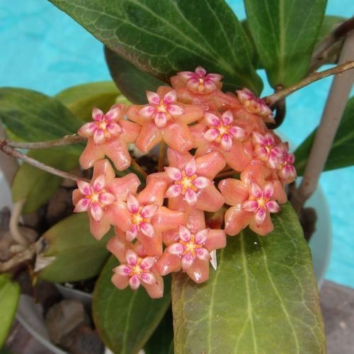 (20) Orange Rosa Hoya Samen-Ball Orchard Flower Garden Seed Orchard Pflanze von SVI