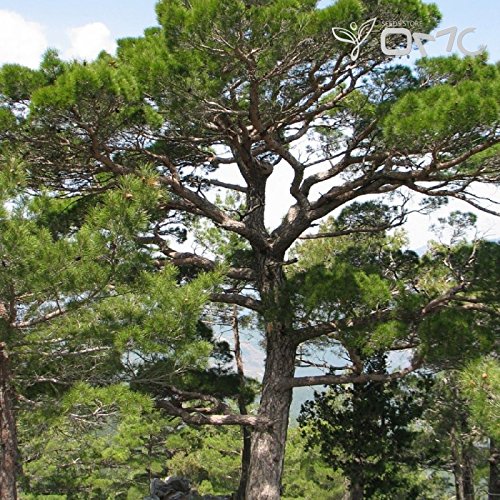 (25 Samen) Pinus nigra Austriaca/Österreichische Schwarzkiefer/Black Pine von SVI